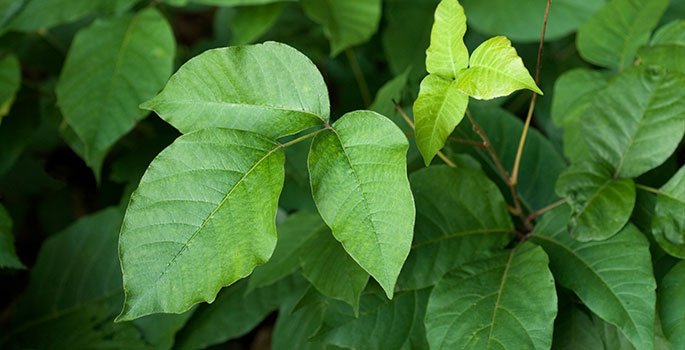 close up of leaves on a weed
